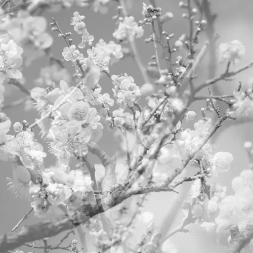 HANAMICHI -THE FINAL STUDIO RECORDING VOL.2 / 花道 ~ファイナル