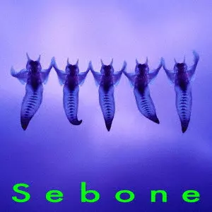 とた / Sebone -脊髄盤-