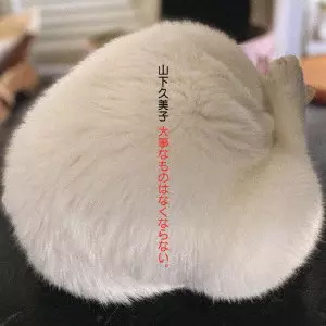 KUMIKO YAMASHITA / 山下久美子 / 山下久美子45周年ベスト・アルバム 大事なものはなくならない。