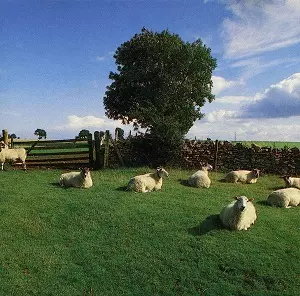 CHILL OUT ALBUM (2017 CLEAR VINYL RE-ISSUE)/KLF/ロングセラー