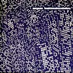 SURGEON / サージョン / Basictonalvocabulary