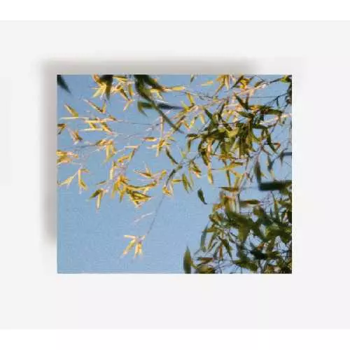 HUMBLE BEE / YOU ARE MY GEOGRAPHIC RANGE