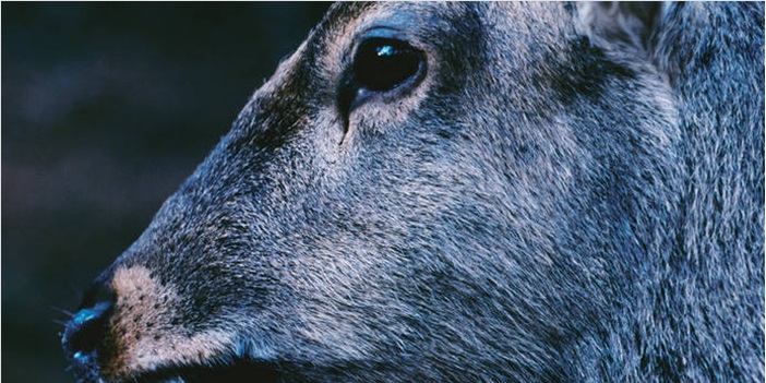 toe - 2005年1st『THE BOOK ABOUT MY IDLE PLOT ON A VAGUE ANXIETY』 のレコード再発盤のリプレス盤が再入荷!